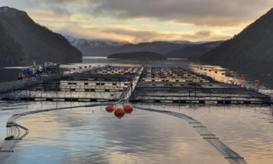 Gobierno informa a Nova Austral que centro de siembra para salmones está habilitado